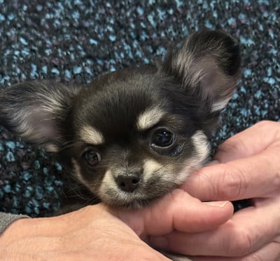 Les chiots de Chihuahua