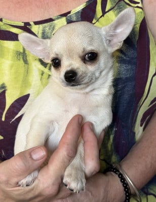 Les chiots de Chihuahua