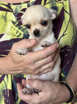 Les chiots de Chihuahua