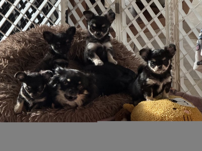 Chihuahua - Des Matriochekas Mexicaines