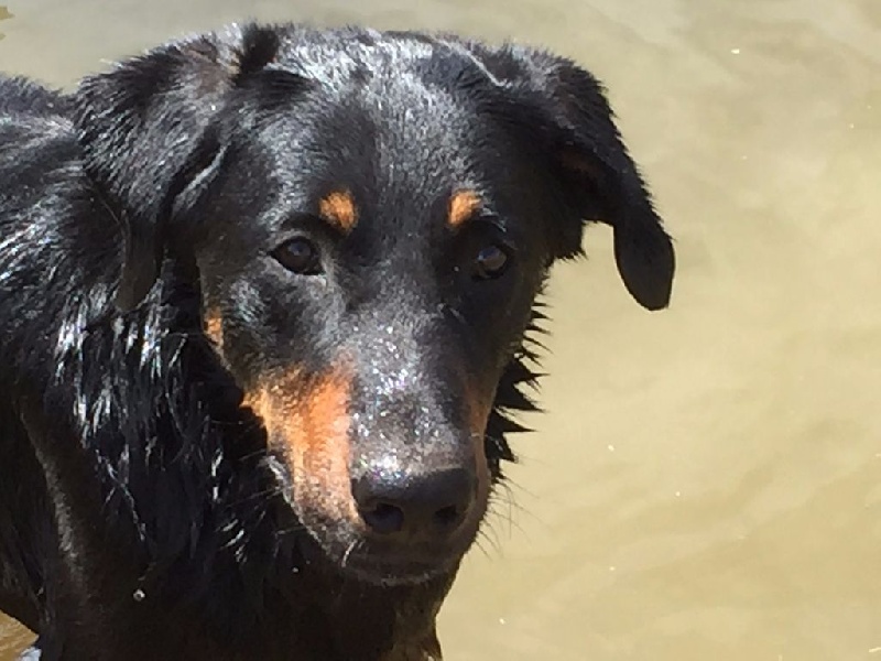 Auteur : Deborah Lafaye