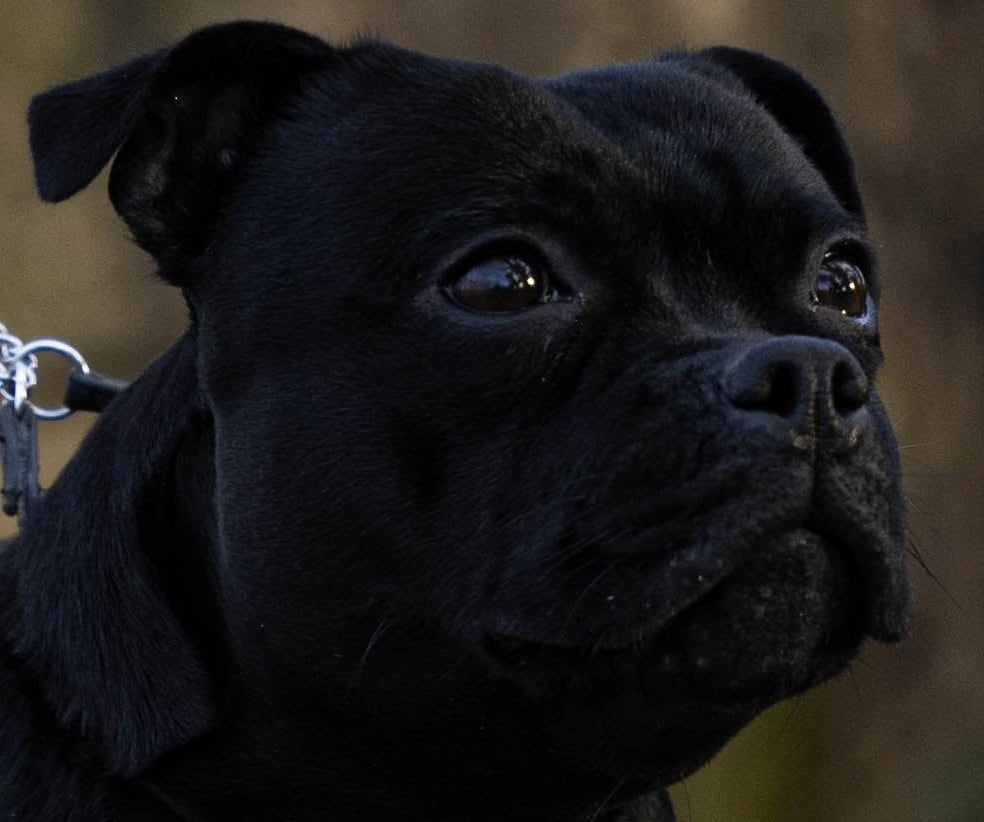 Publication : Staffimpact