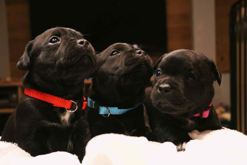 Staffordshire Bull Terrier - Staffimpact