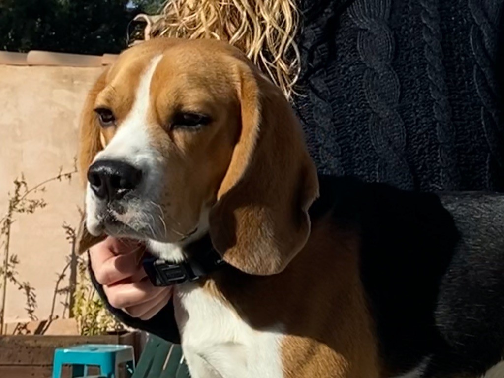 Publication : De L'esprit Du Carbonado Auteur : RIPERT Marie