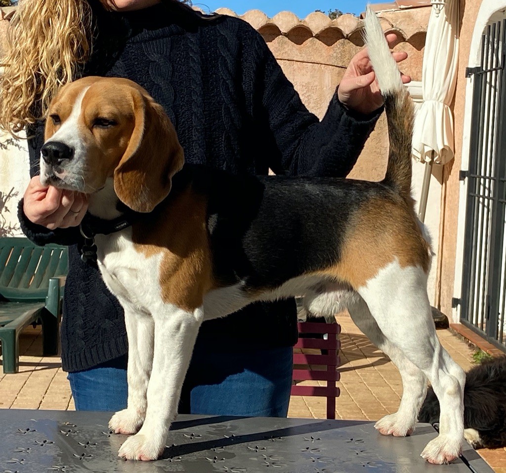 Publication : De L'esprit Du Carbonado Auteur : RIPERT Marie