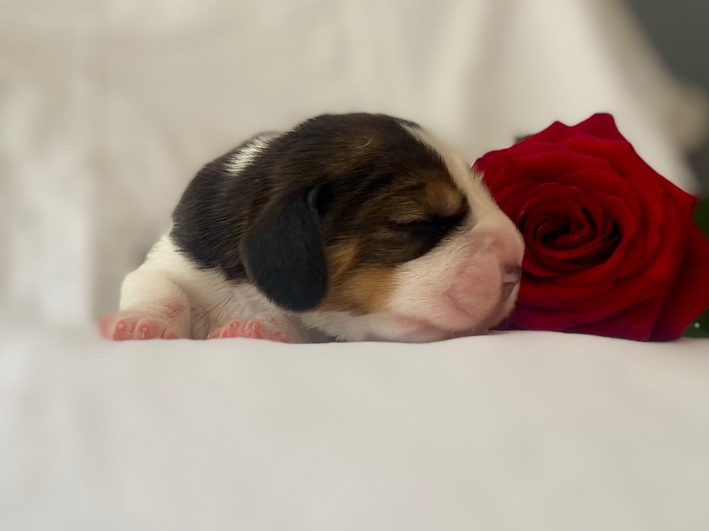 Beagle - De L'esprit Du Carbonado