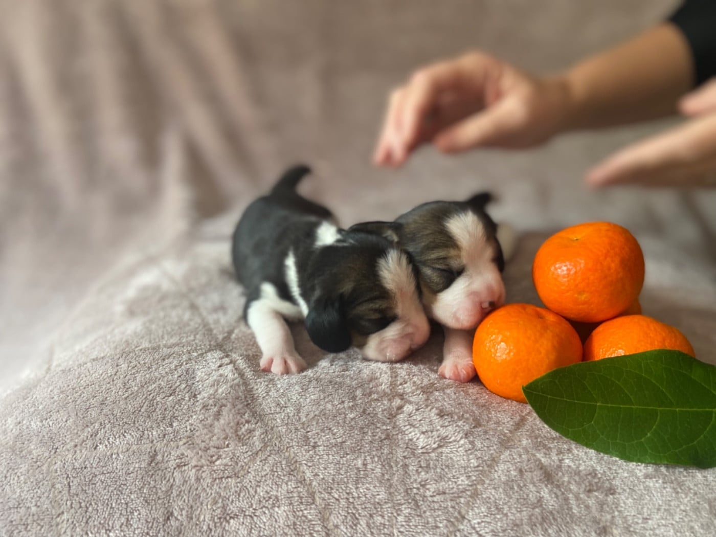 Beagle - De L'esprit Du Carbonado