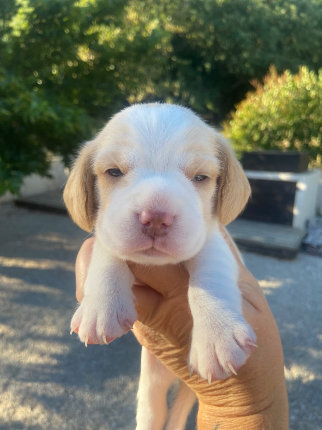Beagle - De L'esprit Du Carbonado