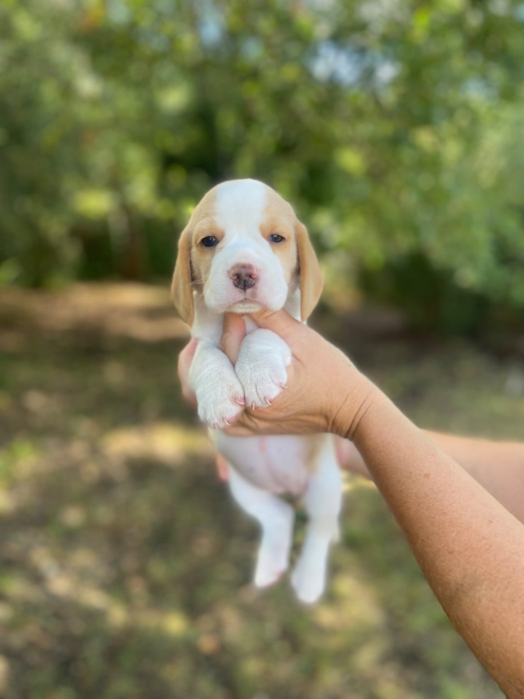 Beagle - De L'esprit Du Carbonado