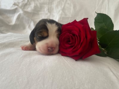 Les chiots de Beagle