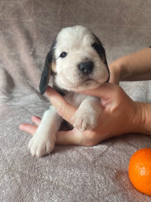 Les chiots de Beagle