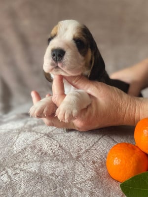 Les chiots de Beagle