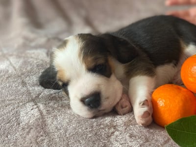 Les chiots de Beagle