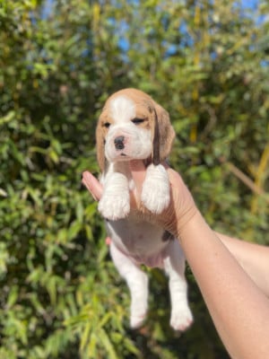 Les chiots de Beagle