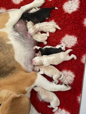 Les chiots de Beagle