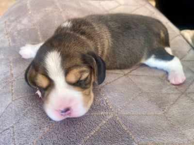 Les chiots de Beagle