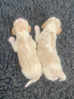 Les chiots de Beagle