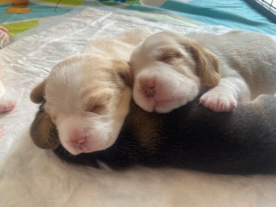 Les chiots de Beagle
