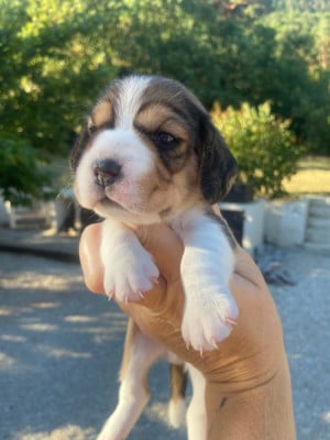 Les chiots de Beagle