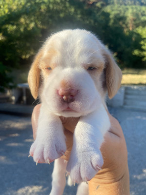 Les chiots de Beagle