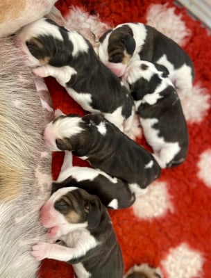 Les chiots de Beagle