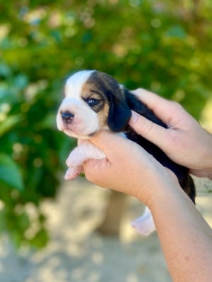 Les chiots de Beagle