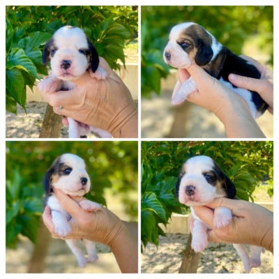 Chiot N°5 - Beagle