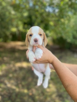 Les chiots de Beagle