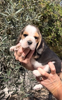 Beagle