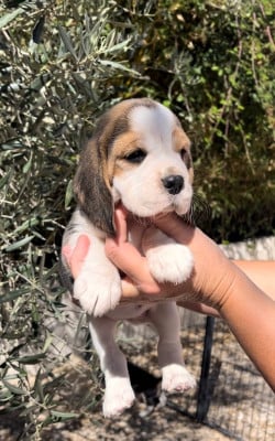 Les chiots de Beagle