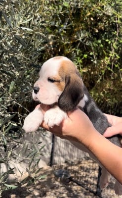 Les chiots de Beagle