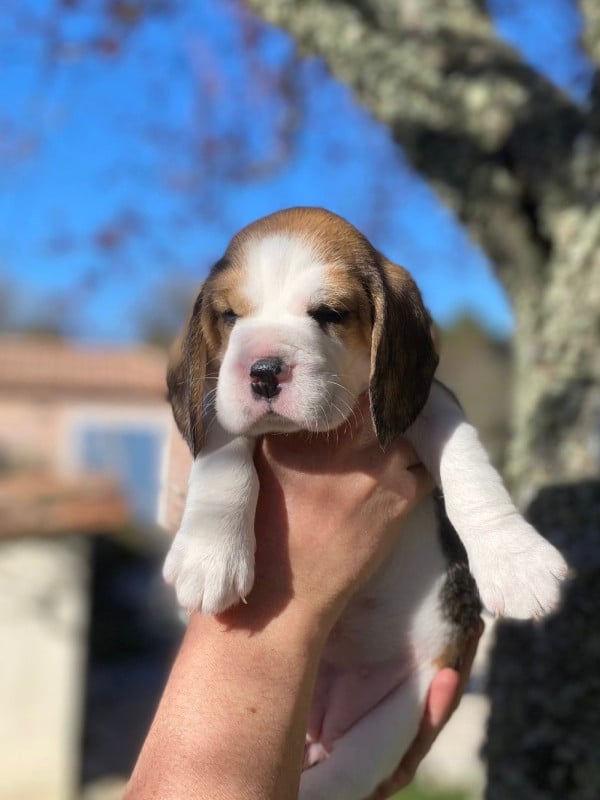 Beagle - De L'esprit Du Carbonado