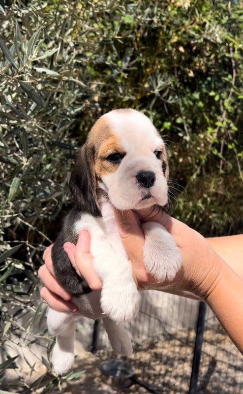 Beagle - De L'esprit Du Carbonado