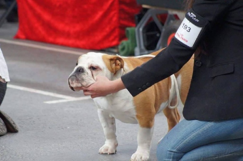 Heals My Heart Lady sansa stark - Très prometteur Classe Baby femelle