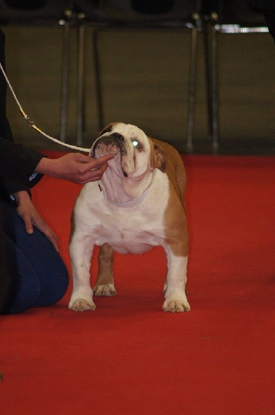 Heals My Heart Lady sansa stark - 1 Très prometteur Meilleur Puppy