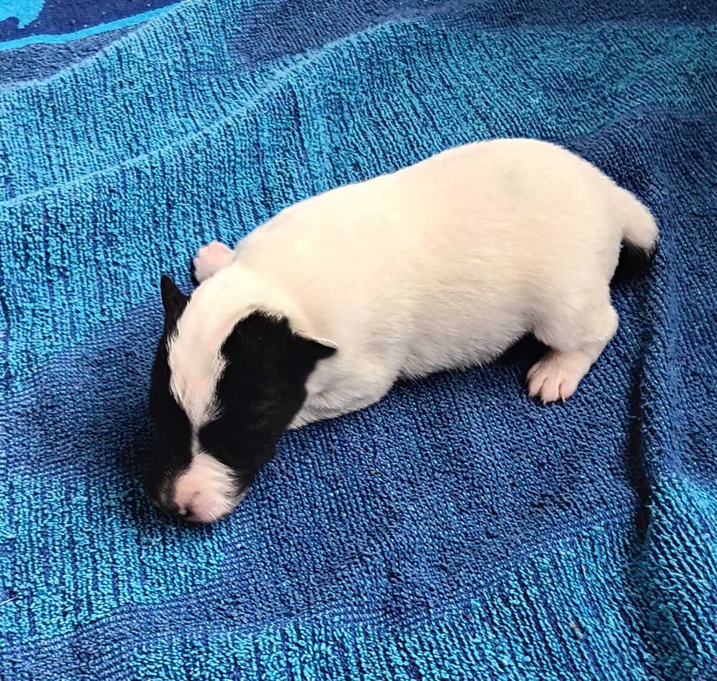 CHIOT 1 - Fox Terrier Poil lisse