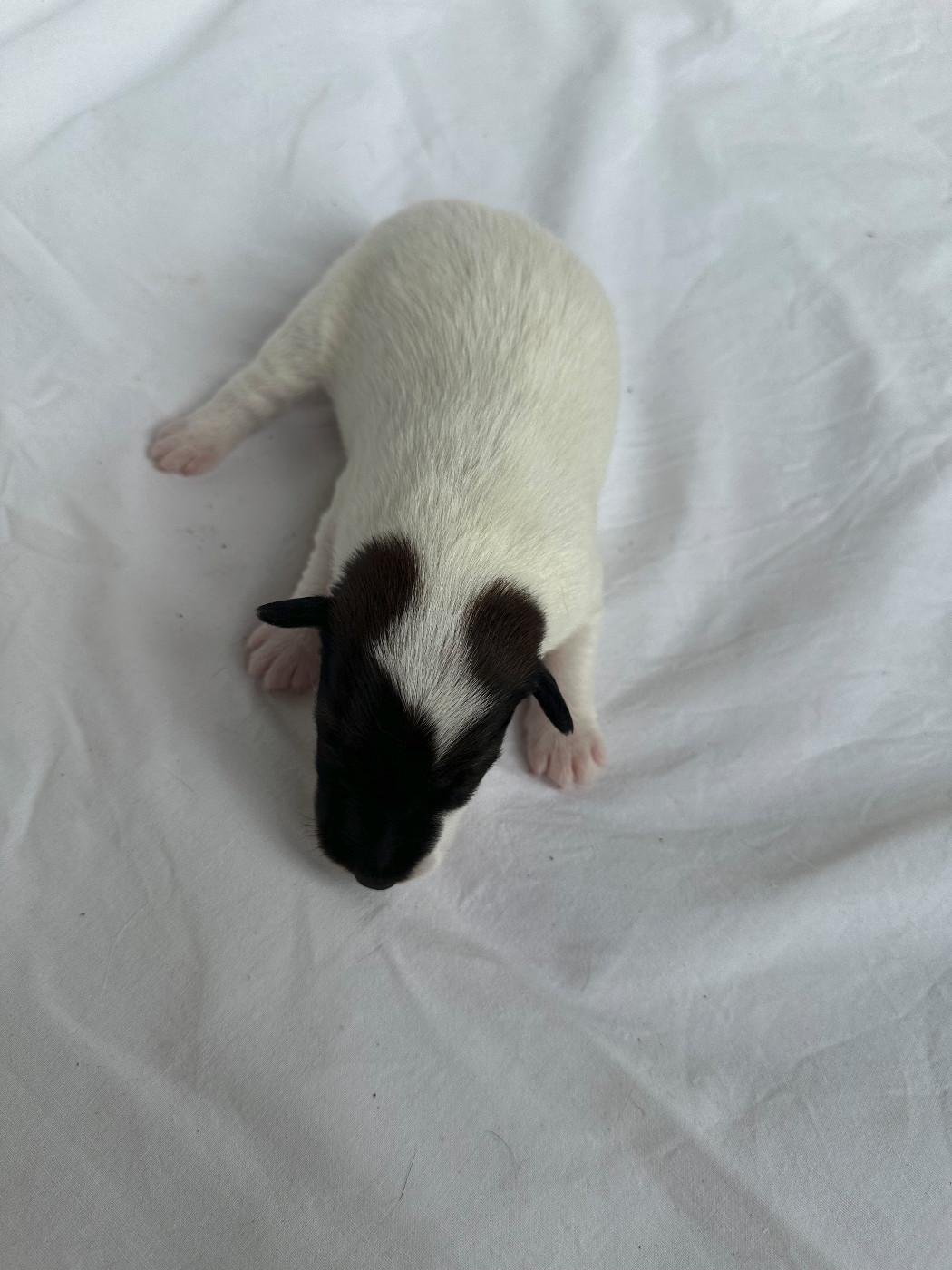 Chiot N°1 - Fox Terrier Poil lisse