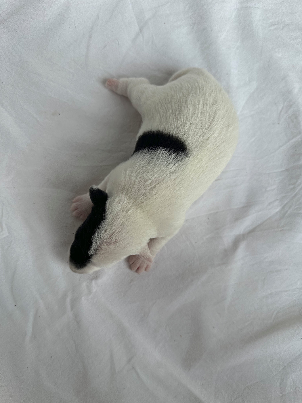 Chiot N°2 - Fox Terrier Poil lisse