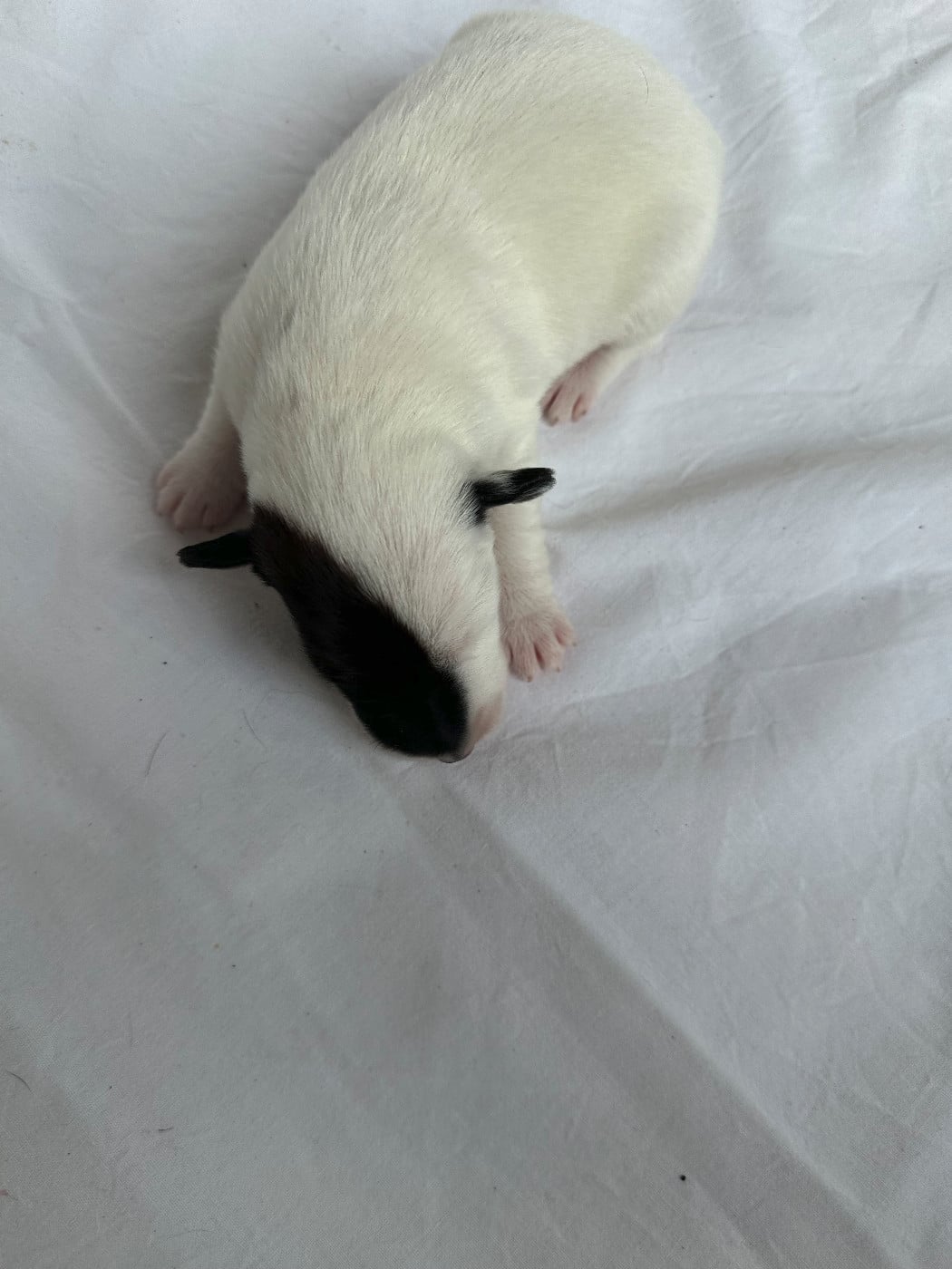 Chiot N°4 - Fox Terrier Poil lisse