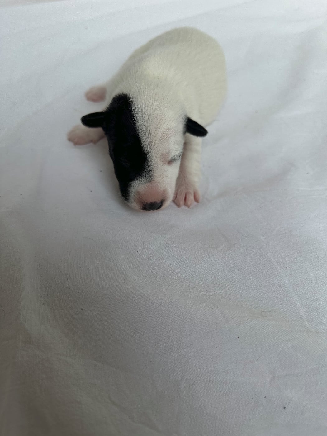 Chiot N°5 - Fox Terrier Poil lisse