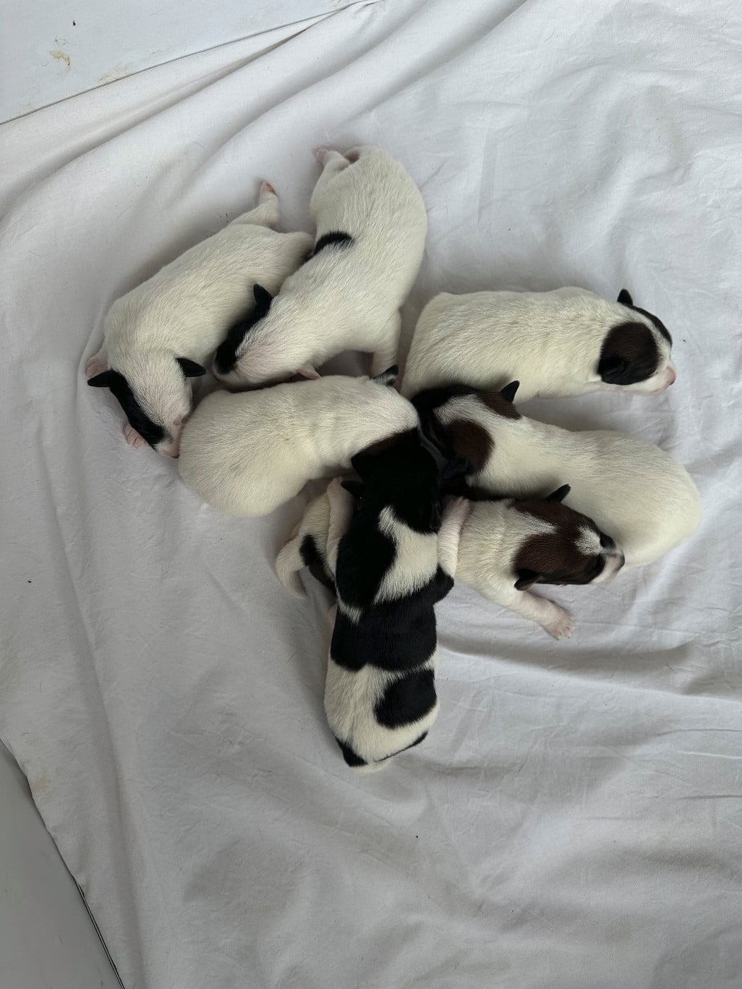 Fox Terrier Poil lisse - Des marais d'aulnoye
