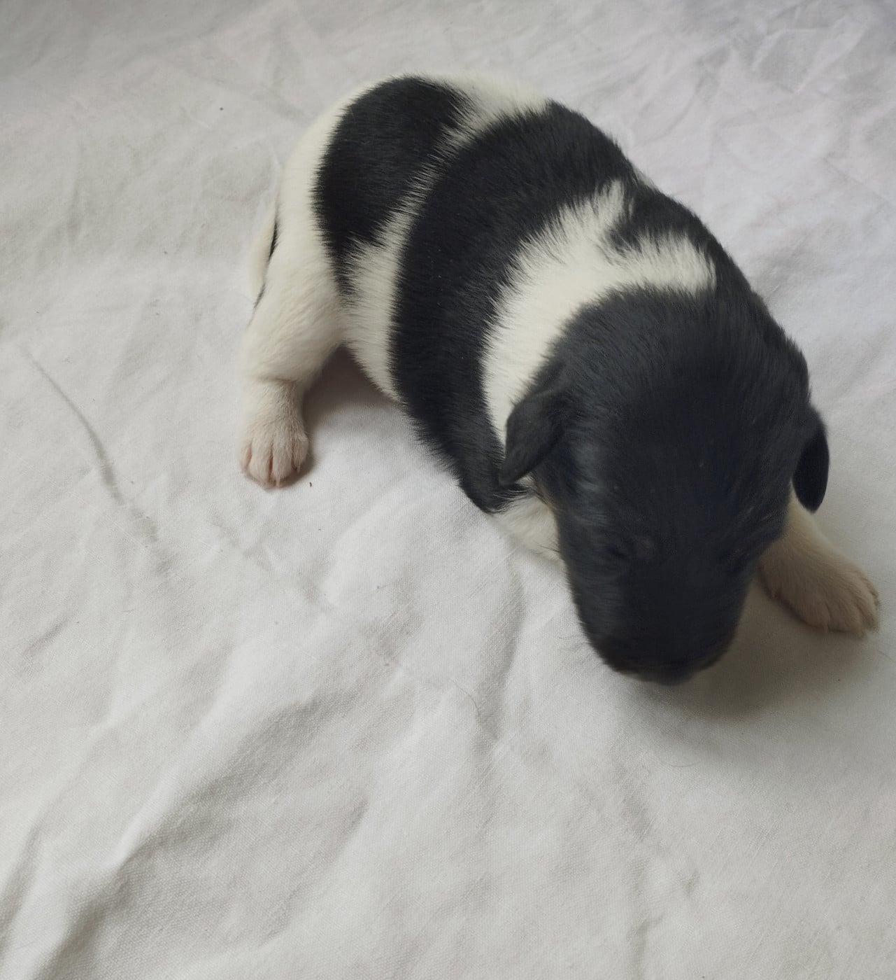 Chiot N°6 - Fox Terrier Poil lisse