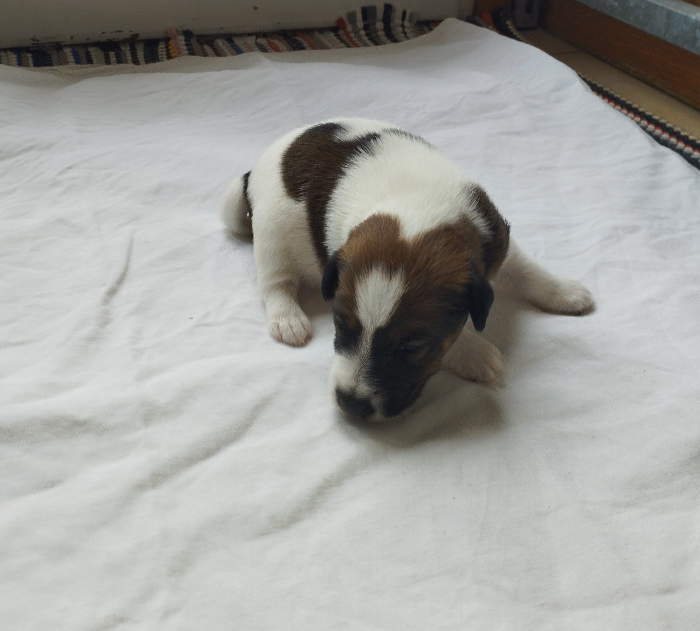 Chiot N°7 - Fox Terrier Poil lisse