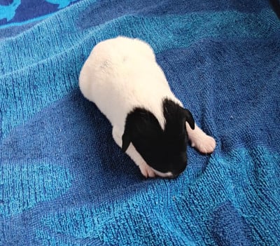 Les chiots de Fox Terrier Poil lisse