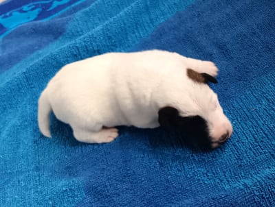 Les chiots de Fox Terrier Poil lisse