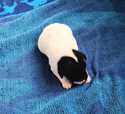 Les chiots de Fox Terrier Poil lisse