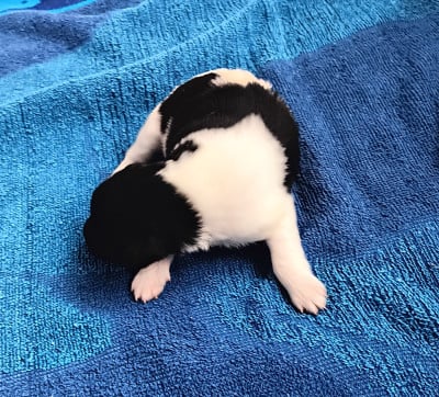 Les chiots de Fox Terrier Poil lisse