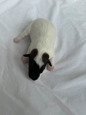 Les chiots de Fox Terrier Poil lisse