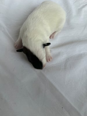 Les chiots de Fox Terrier Poil lisse