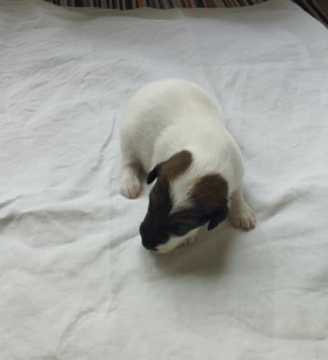 Chiot N°1 - Fox Terrier Poil lisse